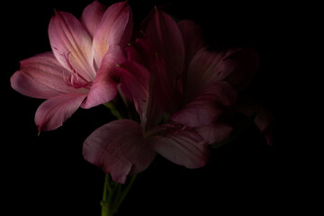 Soft Pink Peruvian Lily Flower