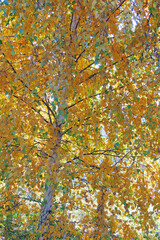 yellow leaves in autumn