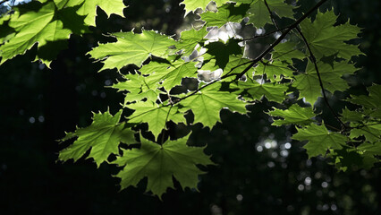   green leaves in the sunlight