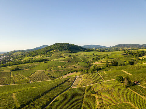 Aerial / Drone shot of Vineyard between Heppenheim and Bensheim at the Bergstra&szlig;e in Hessen in bright sunlight on a cloudless day