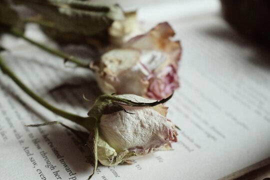 Dry Roses On An Open Bok On The Table Under The Lights - Perfect For Aesthetic Backgrounds