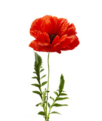Poppy isolated on white background. Wild spring wildflower.