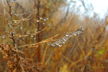 drops of dew on the grass after rain