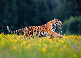 The largest cat in the world, Siberian tiger, Panthera Tigris altaica, running across a meadow full...