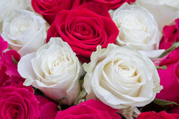 Multi-colored bouquet of red, pink and white roses