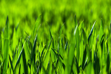 Juicy green spring grass. Abstract Summer background texture of colorful green high vegetation. soft focus. New close-up bright green grass in park or football pitch or golf yard.