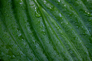 Minimal close up of dark green tropical leaf with water drops after rain. beautiful texture perfect for background. (August Lily - Hosta Plantaginea)