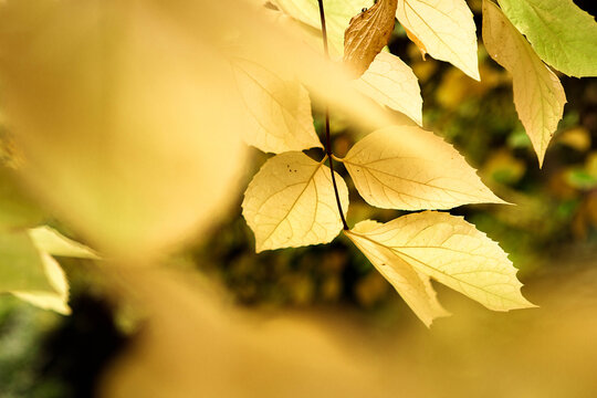 Beautiful closeup of yellow leaves  on blured nature background wraped  in autumn light.