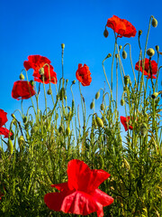 poppies field