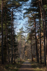 Magic forest path with pine trees,  walking in autumn colors.