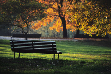 Empty bench in Lambro park, Milano, Italy with the  sunset  light that exalts the colours of the leaves in autumn season.