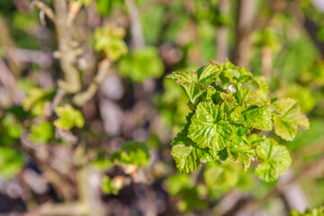 Blackcurrant Bush turns green in the spring in the garden
