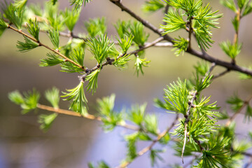 young green needles on a branch