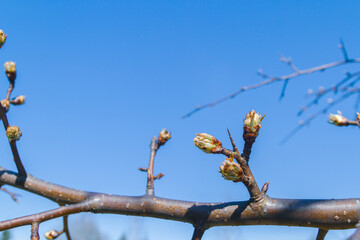 Buds bloom in spring on a pear tree in the garden