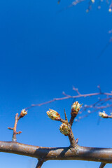 Buds bloom in spring on a pear tree in the garden