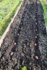 Planting red potatoes in rows in the garden. Mobile photo