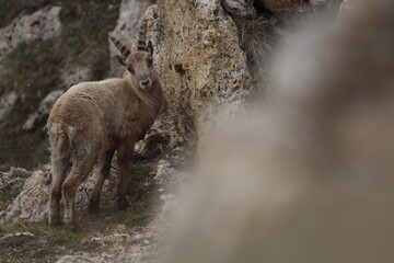 ibex in the mountain