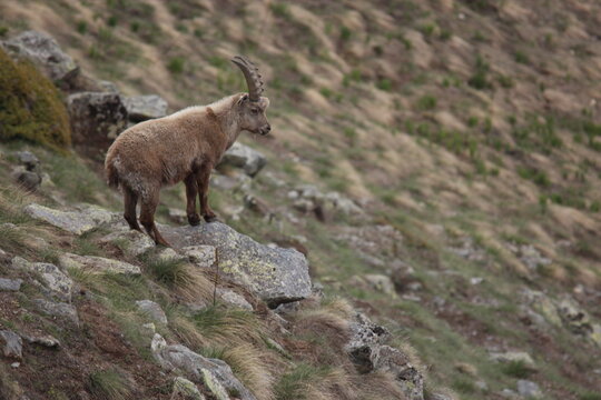 ibek on a rock