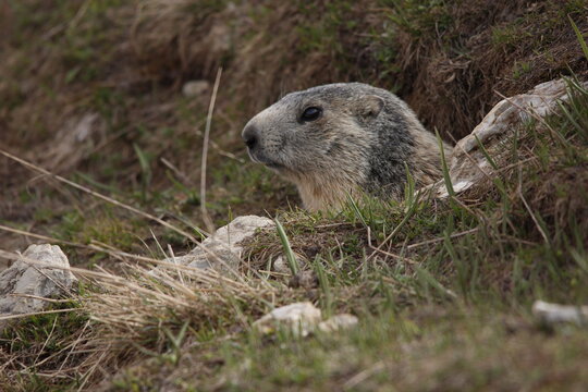 marmot  Close up 