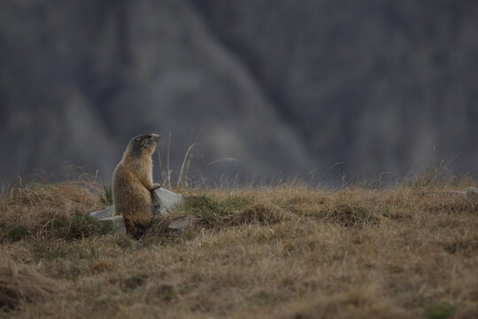 marmot coming out of its hole