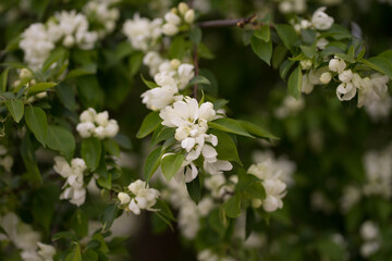 twigs of apple tree with white flowers in spring