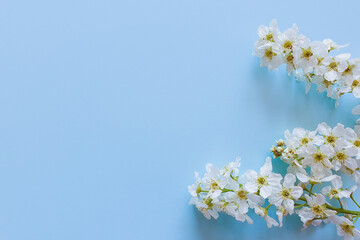 Fresh branches of white cherry blossoms on light blue background. Pastel color. Beautiful flower wide banner. Closeup. Empty place for inspirational text, lovely quote or positive sayings. Top view.