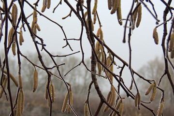 first frost on the leaves