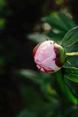Pink Peony Flower bud blooming, selective focus