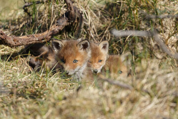 Red fox cub in nature in springtime