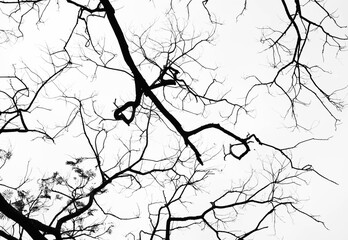 Looking up in Forest - Tree branches nature abstract - monochrome