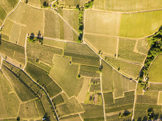 Aerial / Drone top down shot of Vineyard between Heppenheim and Bensheim at the Bergstraße in Hessen in bright sunlight on a cloudless day
