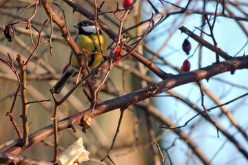 tit eats fat on a tree
