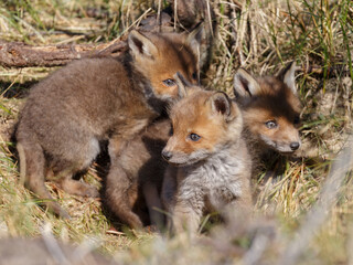 Red fox cub in nature in springtime