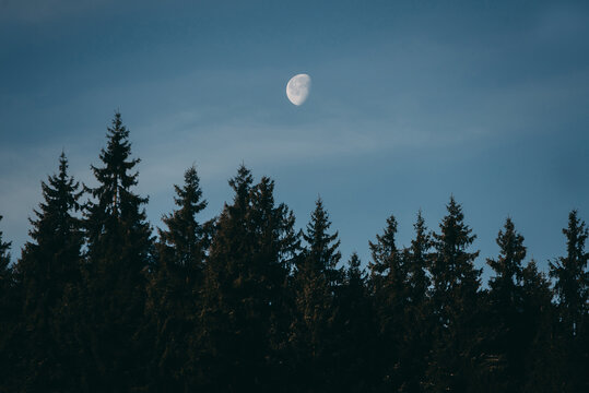 The moon in the blue daytime sky with the tops of fir trees