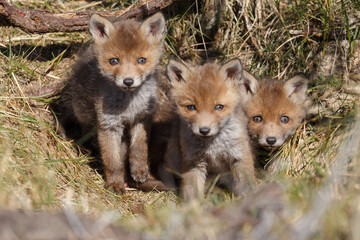 Red fox cub in nature in springtime