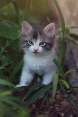 A curious beautiful multi-colored kitten is looking at the camera while sitting in the bushes.