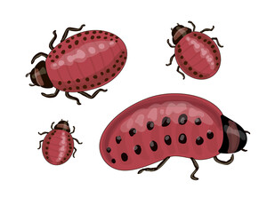 Stock vector illustration. Set. Colorado beetles are small and young in red. Drawing isolated on white background