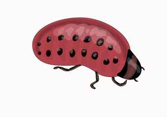 Stock vector illustration. Young Colorado beetle of red color. Drawing isolated on white background