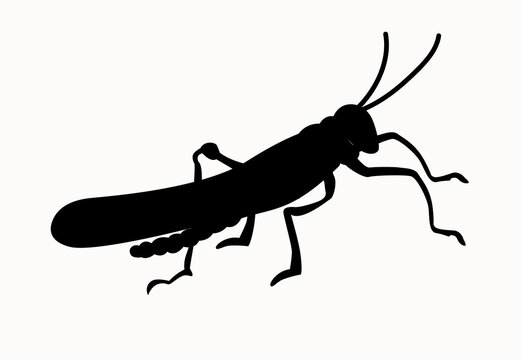 Stock vector illustration. Silhouette of a grasshopper drawn in black, isolated on white background.