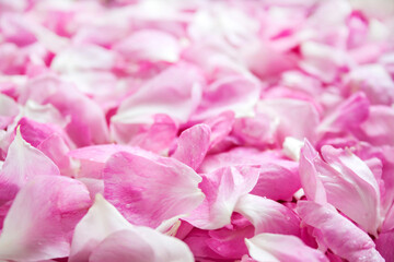 Background of fresh pink rose petals