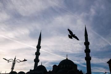Moschee Istanbul mit Taube