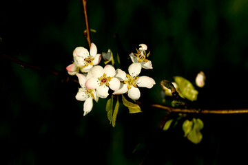 Apple tree flowers in bloom. Closeup.