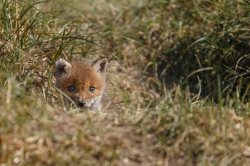 Naklejka na ściany i meble Red fox cub in nature in springtime