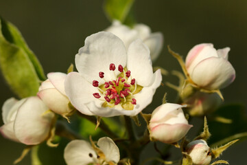 Apple tree flowers in bloom. Closeup.