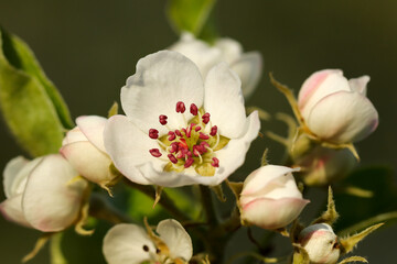 Naklejka na ściany i meble Apple tree flowers in bloom. Closeup.