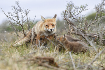 Red fox cub in nature in springtime