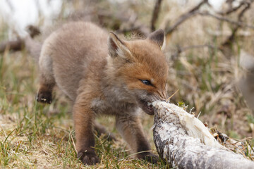 Red fox cub in nature in springtime