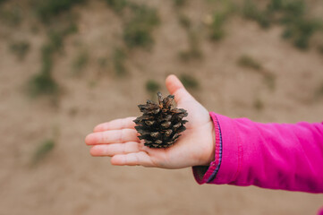 Little girl, a child in a pink sweater holds in his hand a pine cone close-up. Photography, concept.