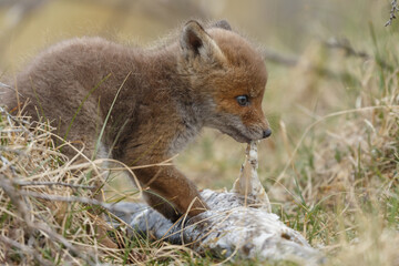 Red fox cub in nature in springtime