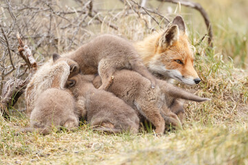 Red fox cub in nature in springtime